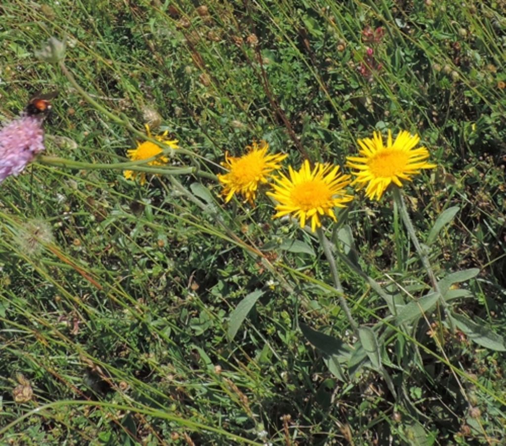 Inula montana (Asteraceae)